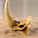 Esqueleto de cuerno de barro – copia